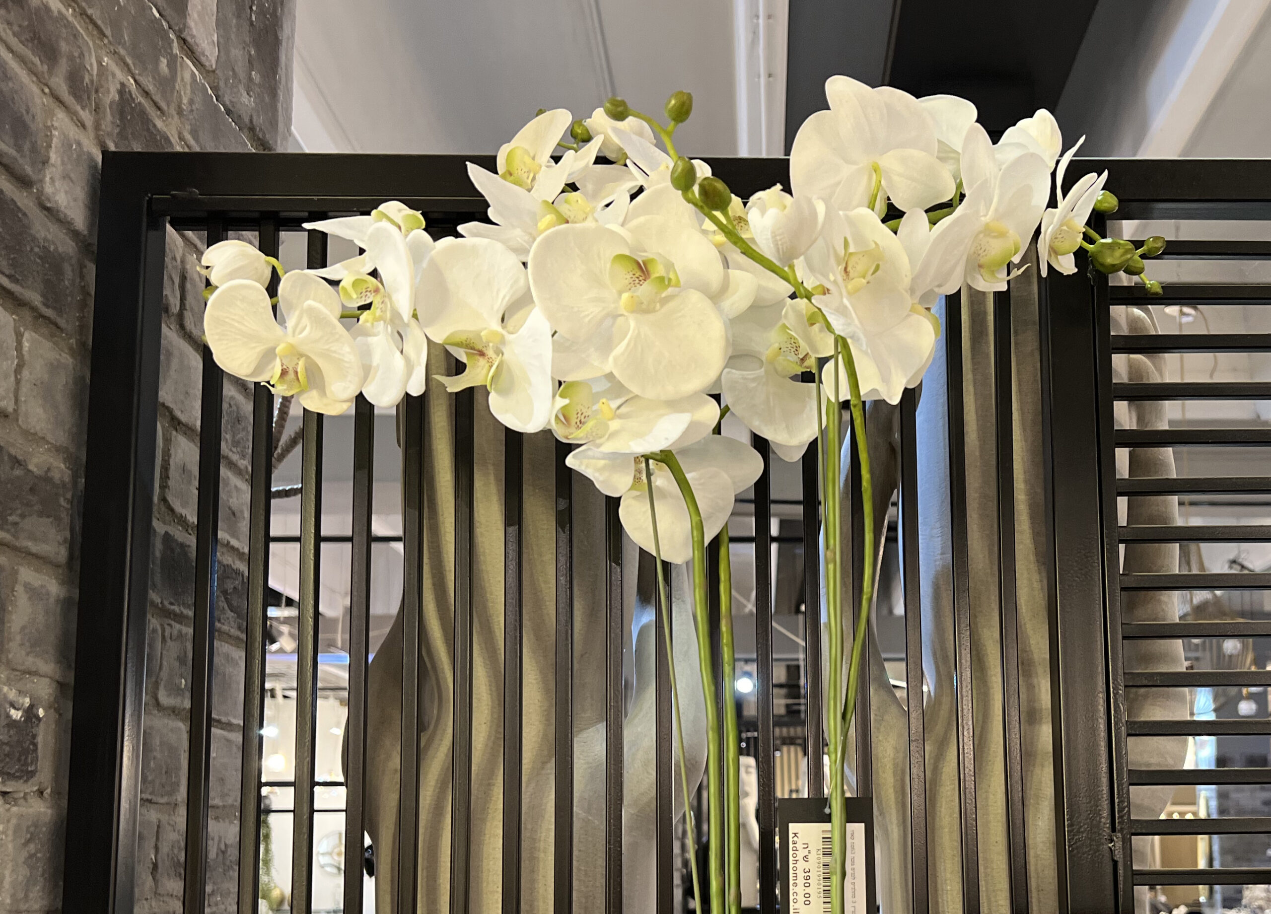 עציץ 3 סחלבים עציץ 3 סחלבים