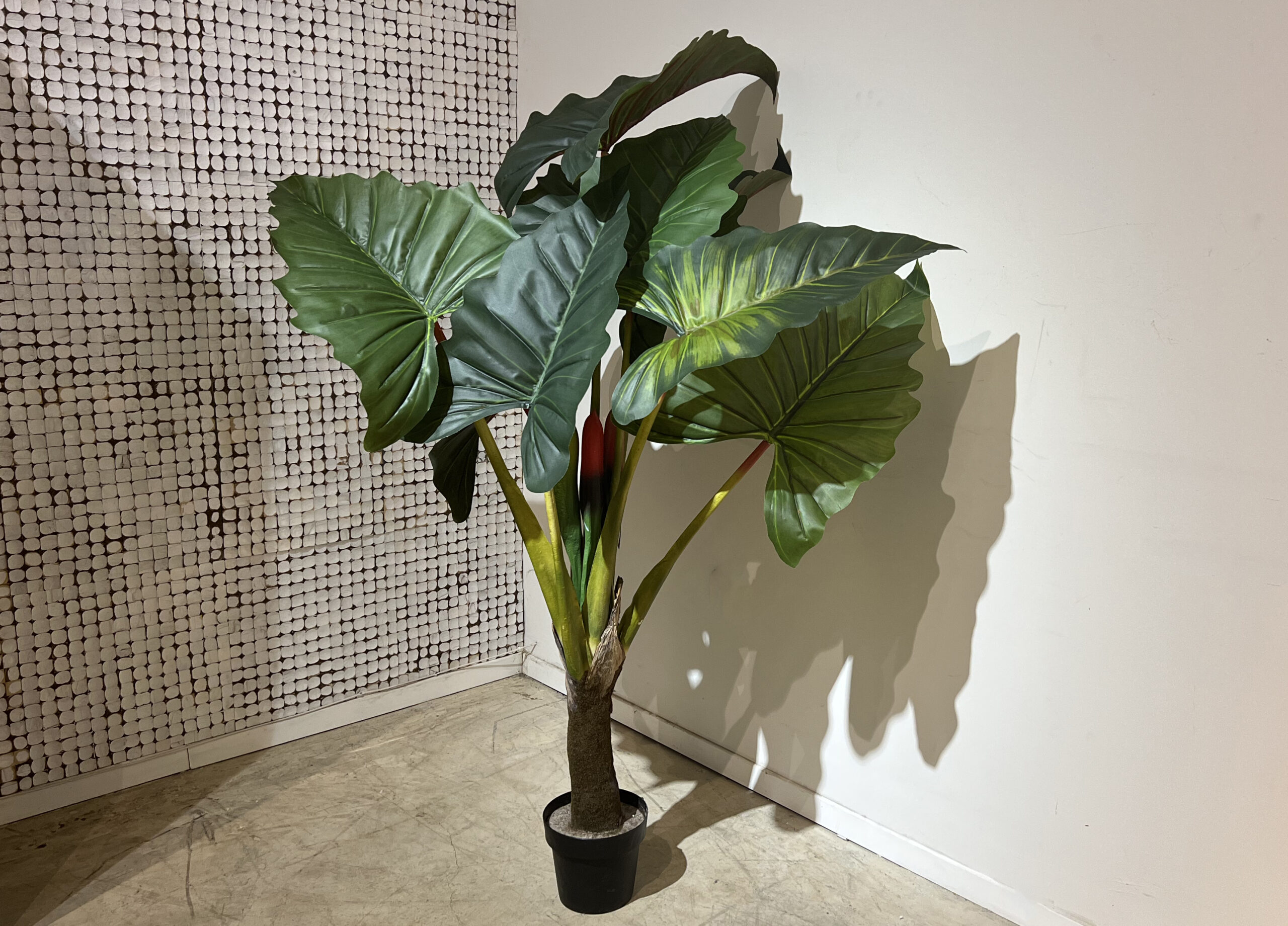 עץ עציץ עלים ענקיים עץ עציץ עלים ענקיים