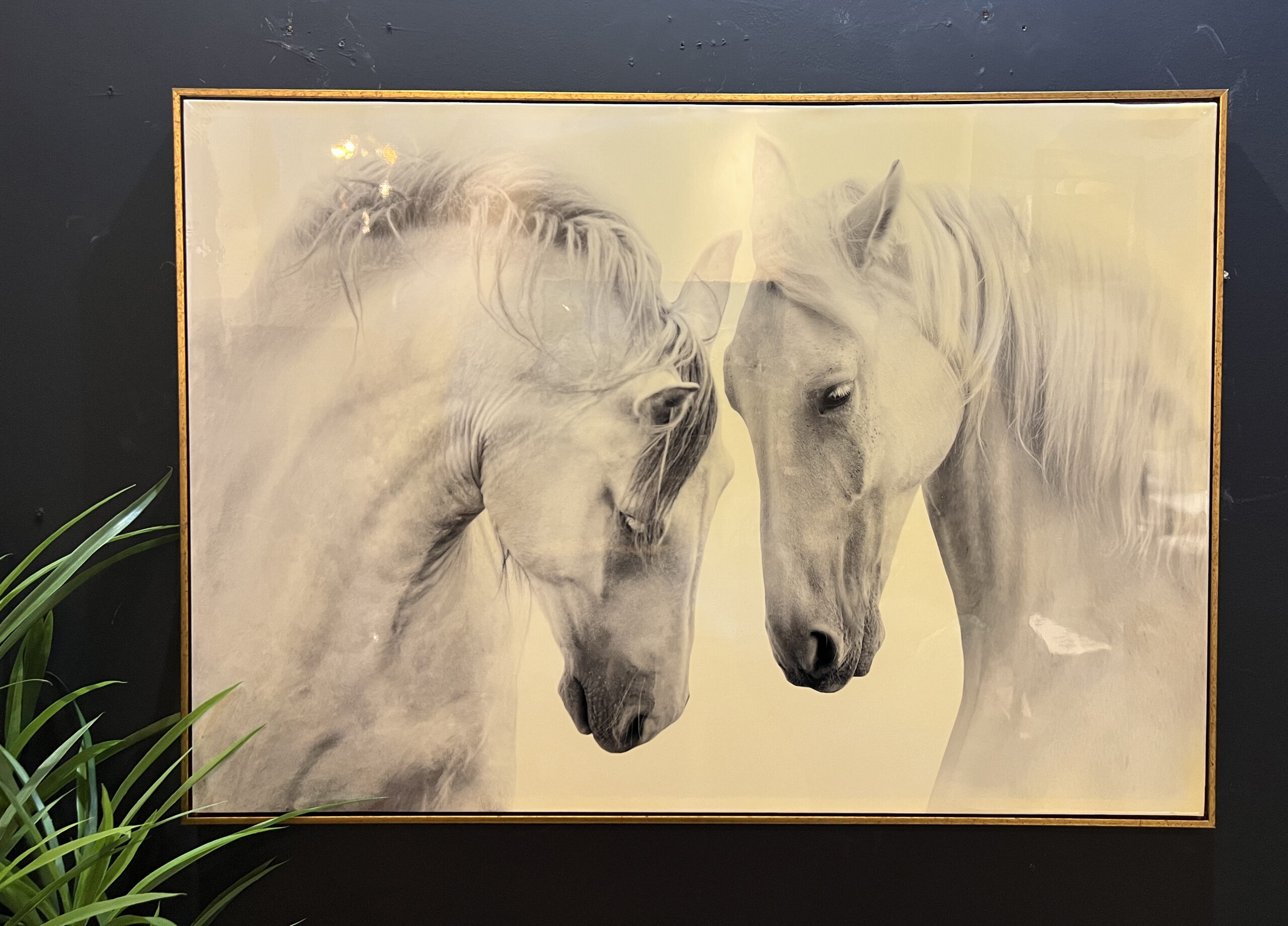 תמונה מבריקה סוסים