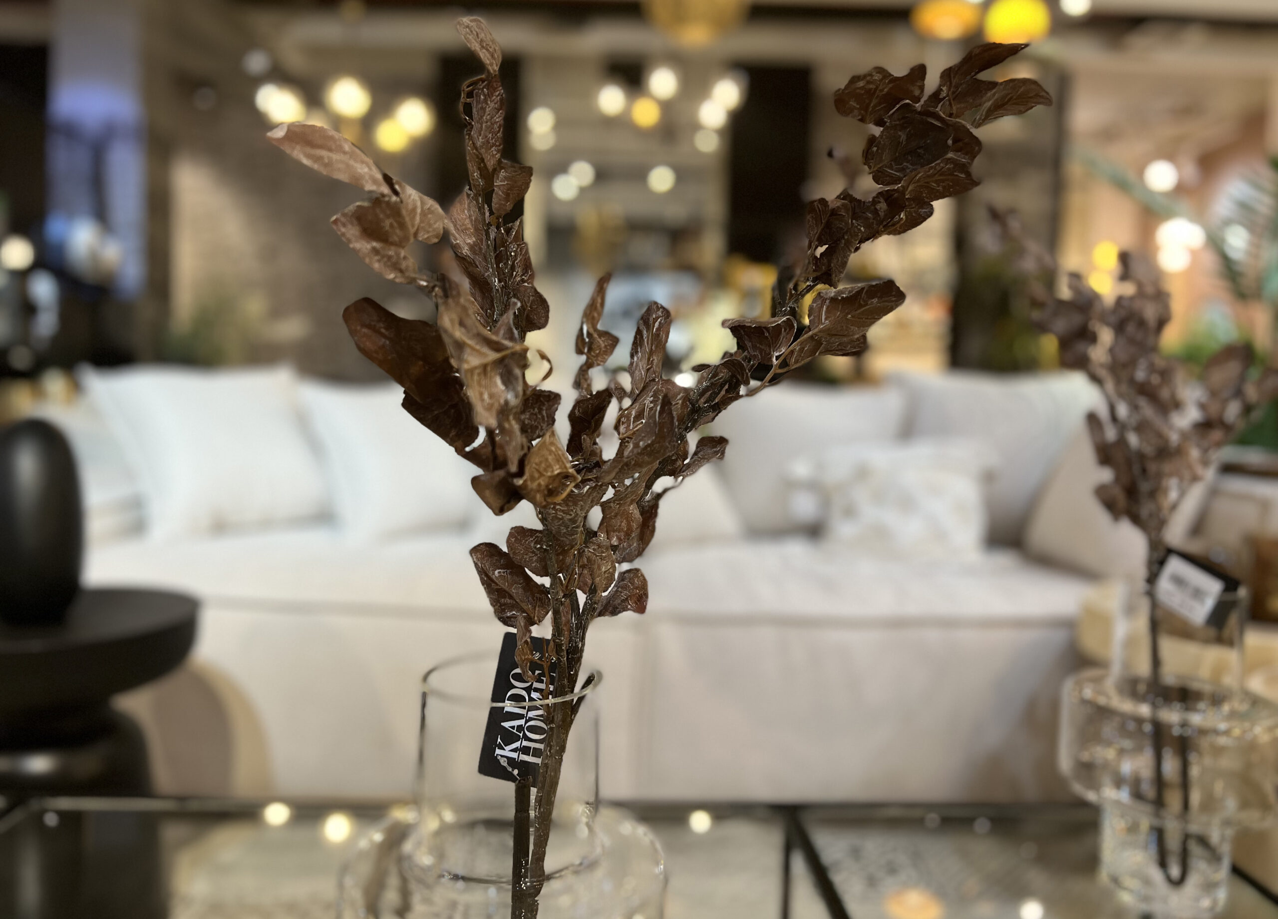 ענף ירק עלים עגולים חום ענף ירק עלים עגולים חום