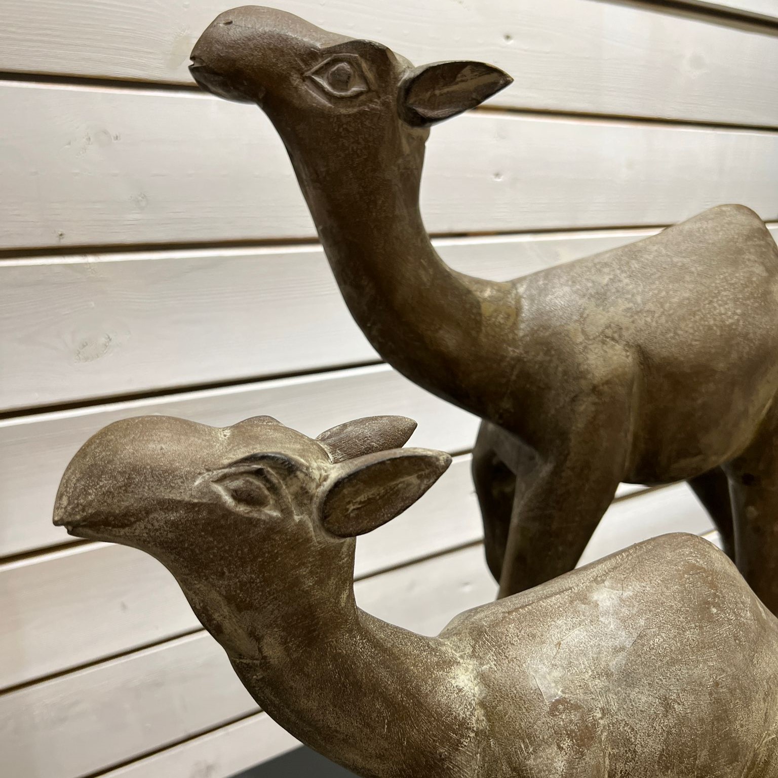 גמל עץ דגם אמבסדור גמל עץ דגם אמבסדור