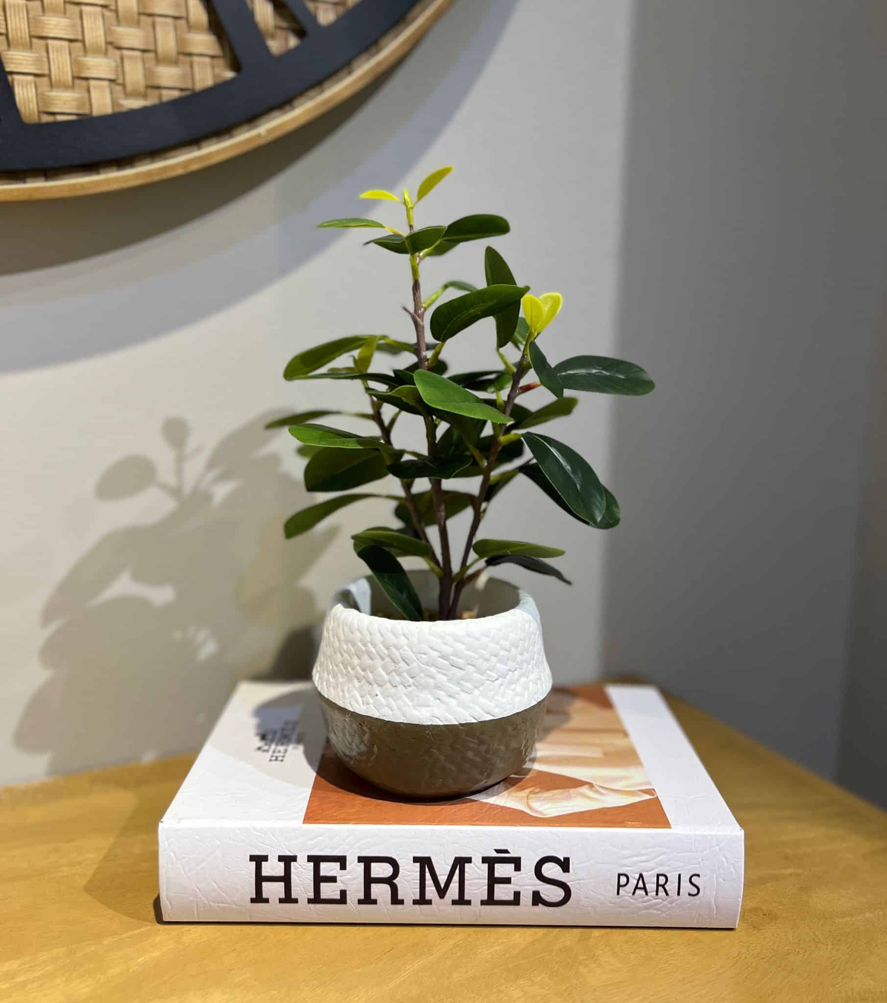 עציץ כלי נסקפה לבן חצוי דגם איקו עציץ כלי נסקפה לבן חצוי דגם איקו