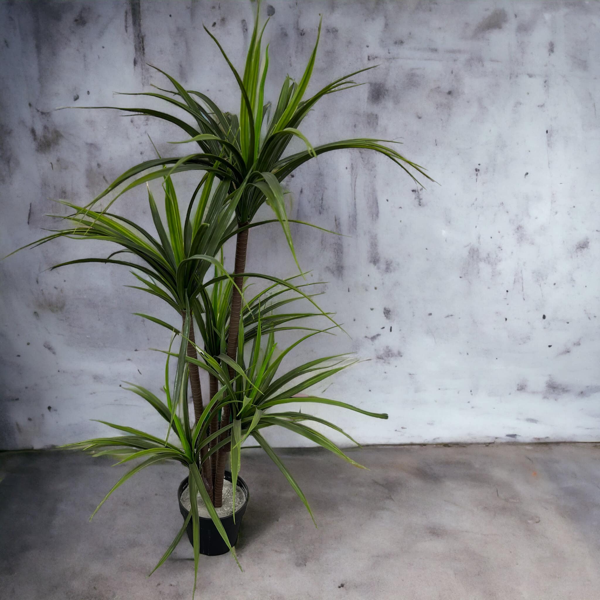 עץ עציץ קוצני 3קנים גובה 150 דגם איקו