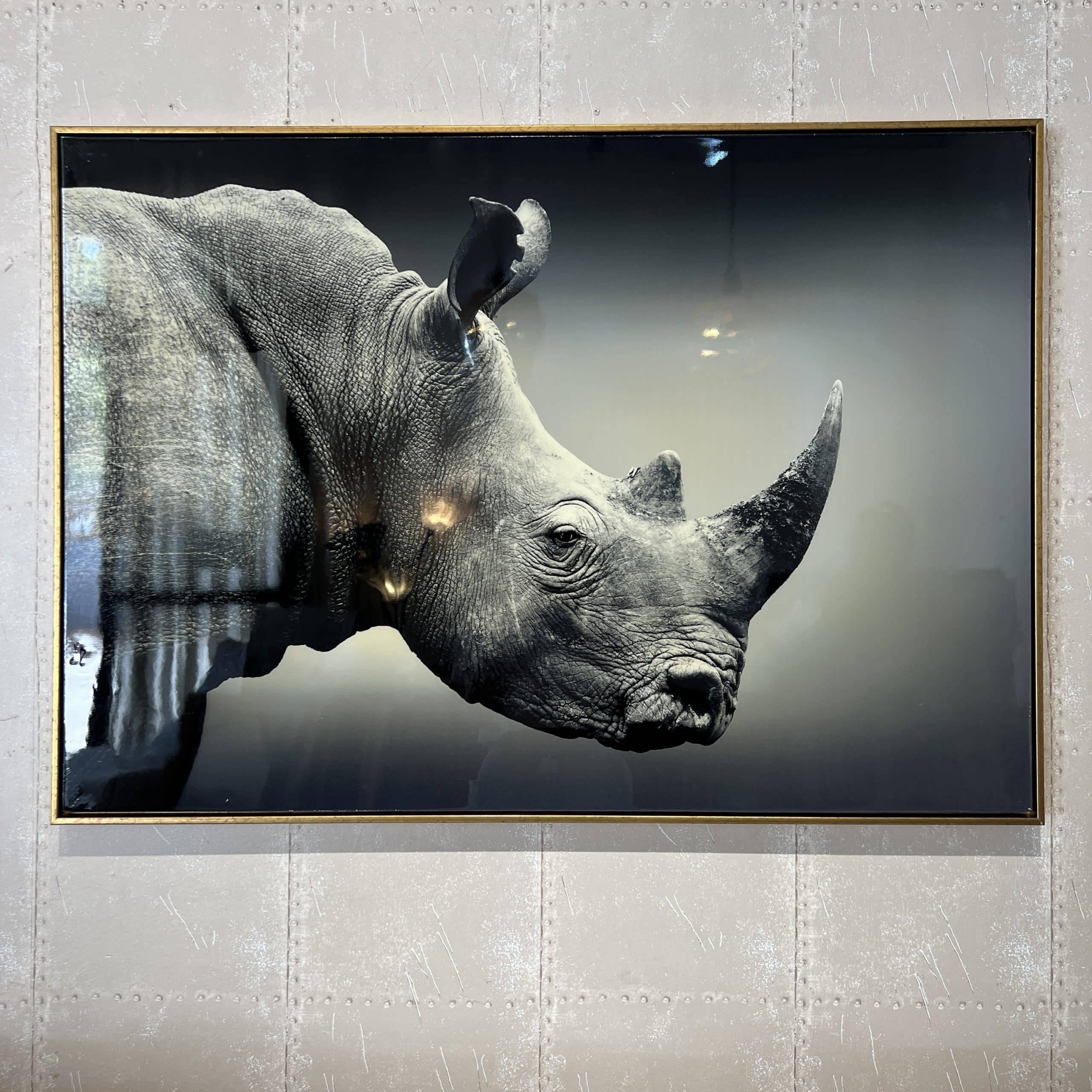 תמונה קרנף מבריקה מסגרת זהב 70/100 דגם איקו תמונה קרנף מבריקה מסגרת זהב 70/100 דגם איקו