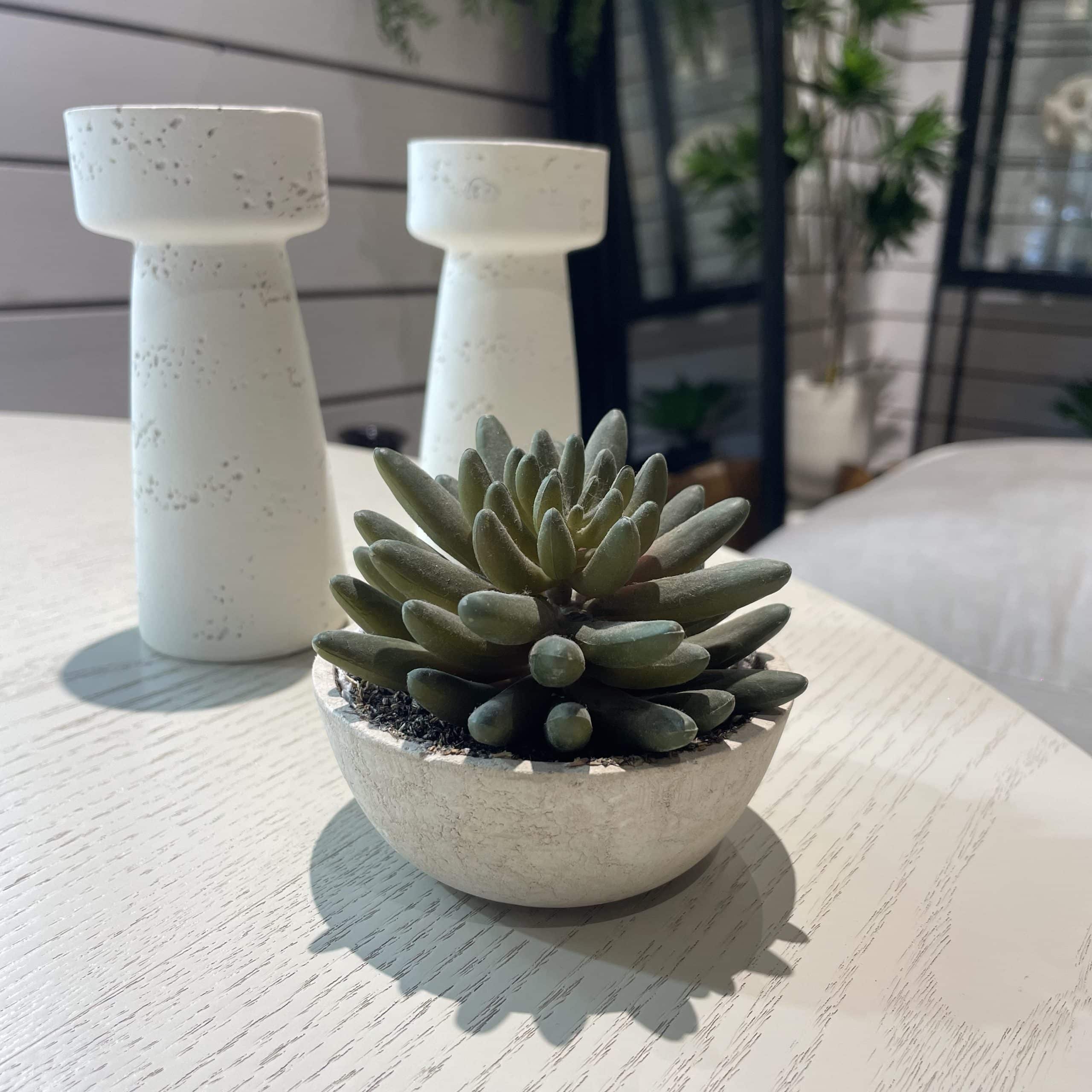 עציץ נוי מיני אלוורה במבצע עציץ נוי מיני אלוורה במבצע