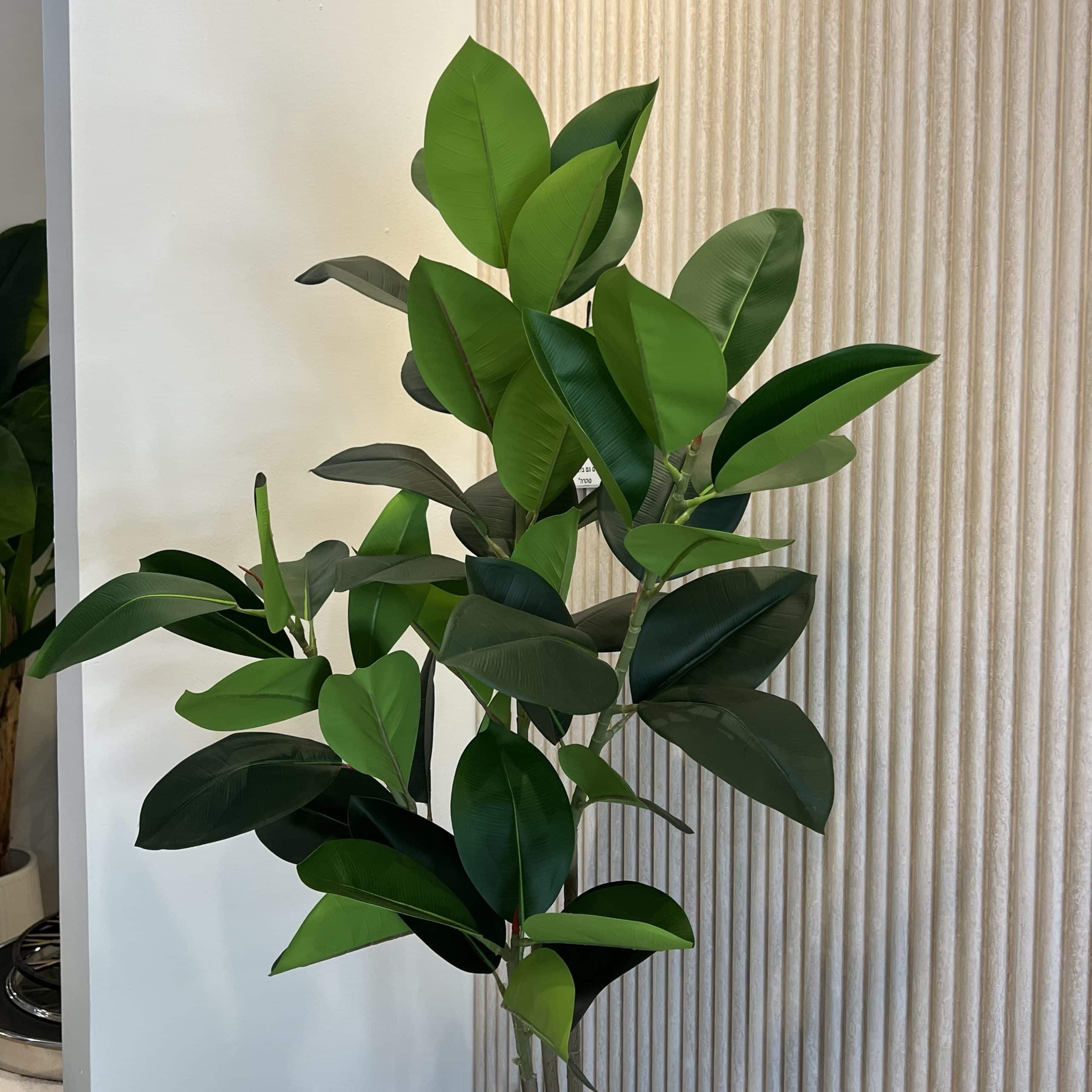 עץ עציץ פיקוס גובה 150 דגם איקו