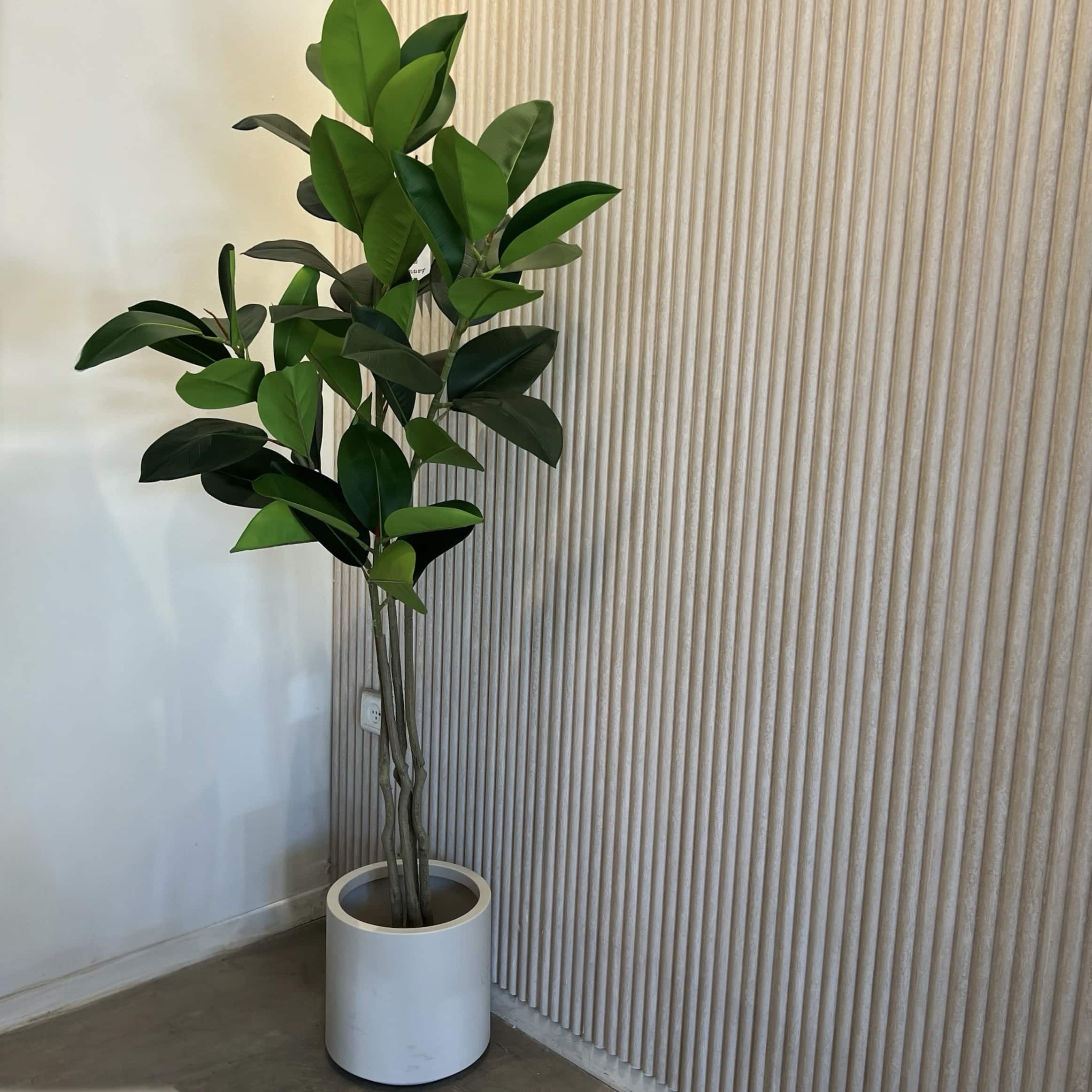 עץ עציץ פיקוס גובה 150 דגם איקו