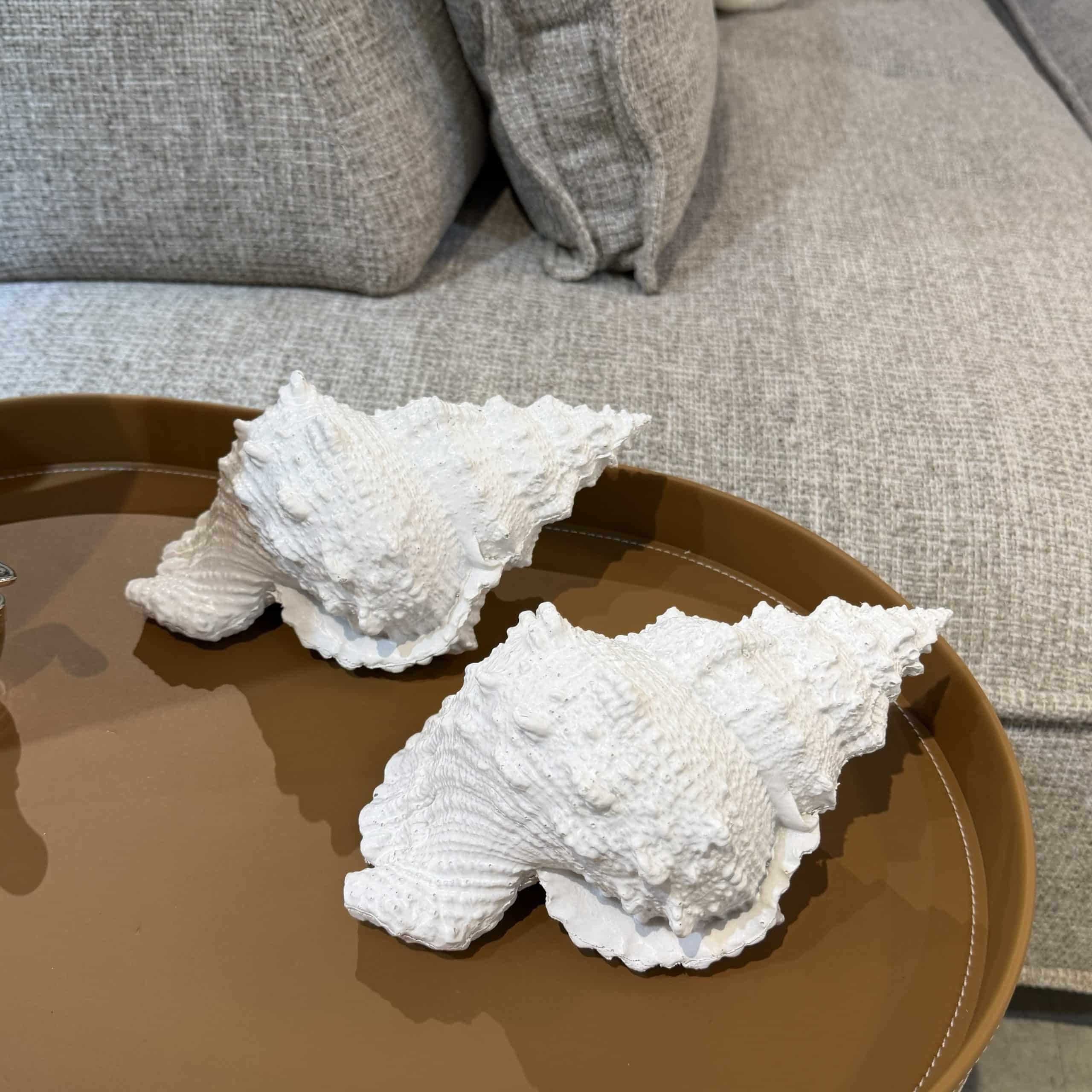 צדפה דקורטיבית קטנה לבן שבור דגם סופיה צדפה דקורטיבית קטנה לבן שבור דגם סופיה