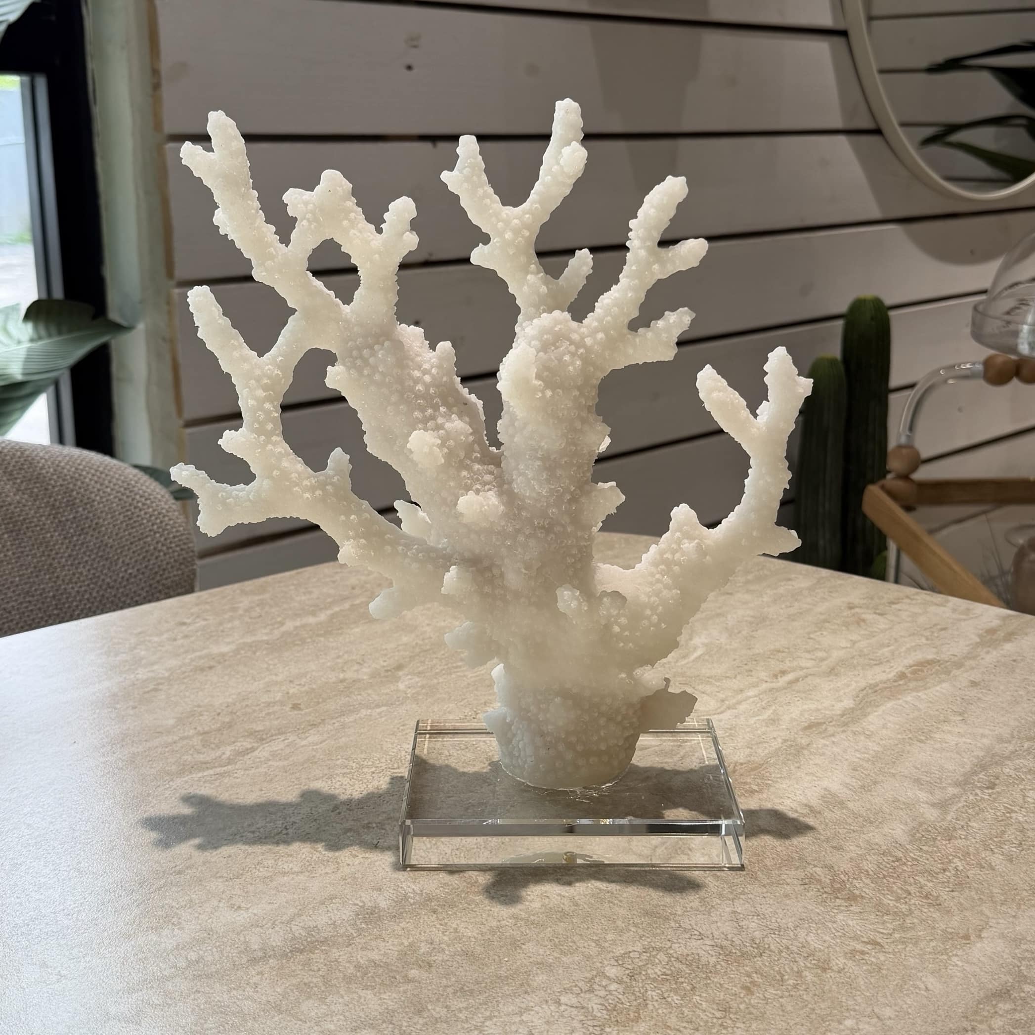 אלמוג לבן מחוספס על מעמד אקריל 11/27/31 ס״מ דגם סופיה