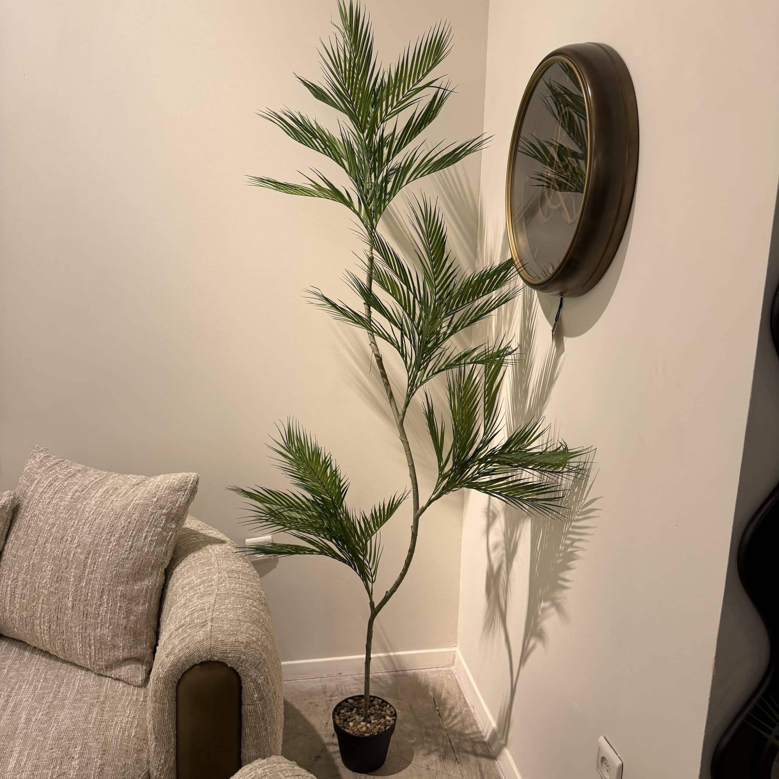 עץ עציץ דקל 3 קנים 1.8 מ׳ דגם סופיה